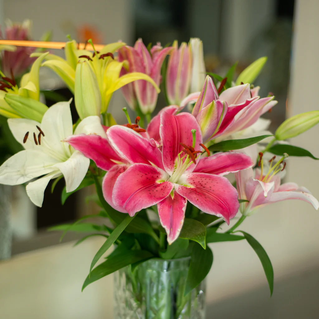 Lillies