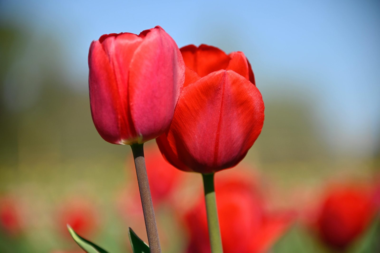 Red Tulips - Image 5