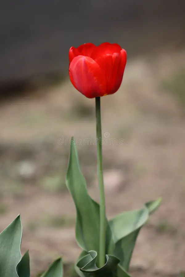 Red Tulips - Image 3